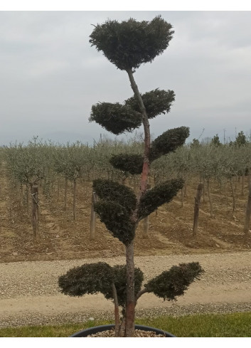 Bonsaï de jardin - TAXUS baccata