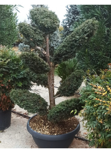 Bonsaï de jardin - TAXUS baccata