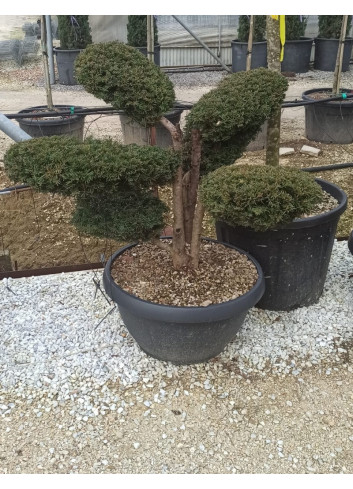 Bonsaï de jardin - TAXUS baccata