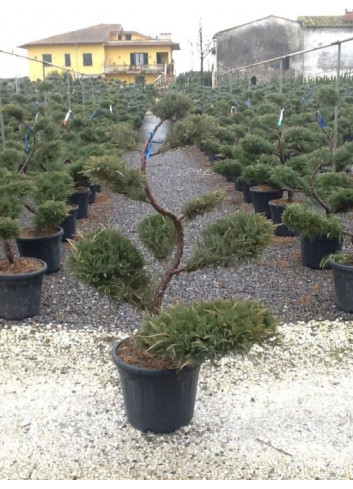 Bonsaï de jardin - JUNIPERUS media MINT JULEP