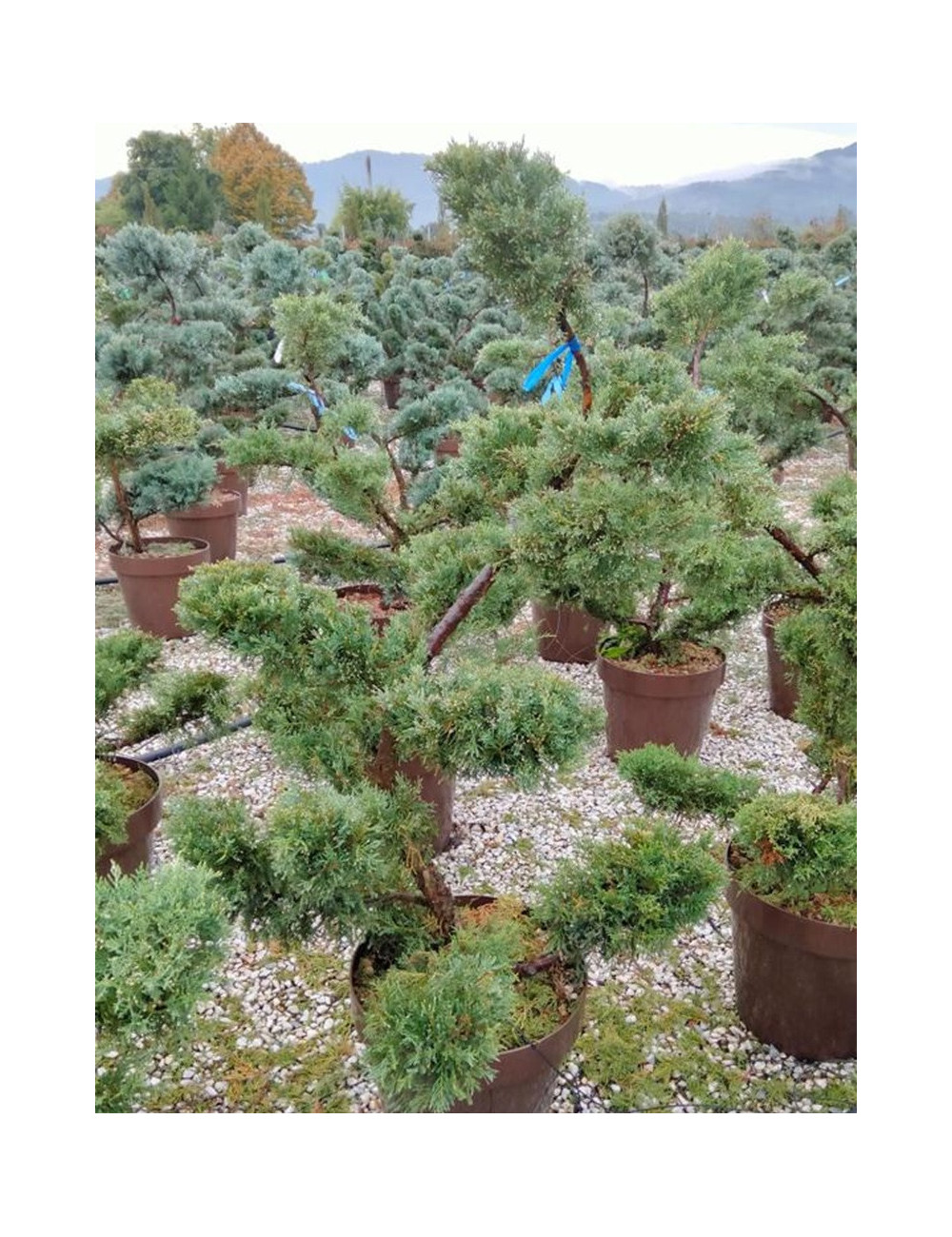 Bonsaï de jardin - JUNIPERUS media Pfitzeriana AUREA