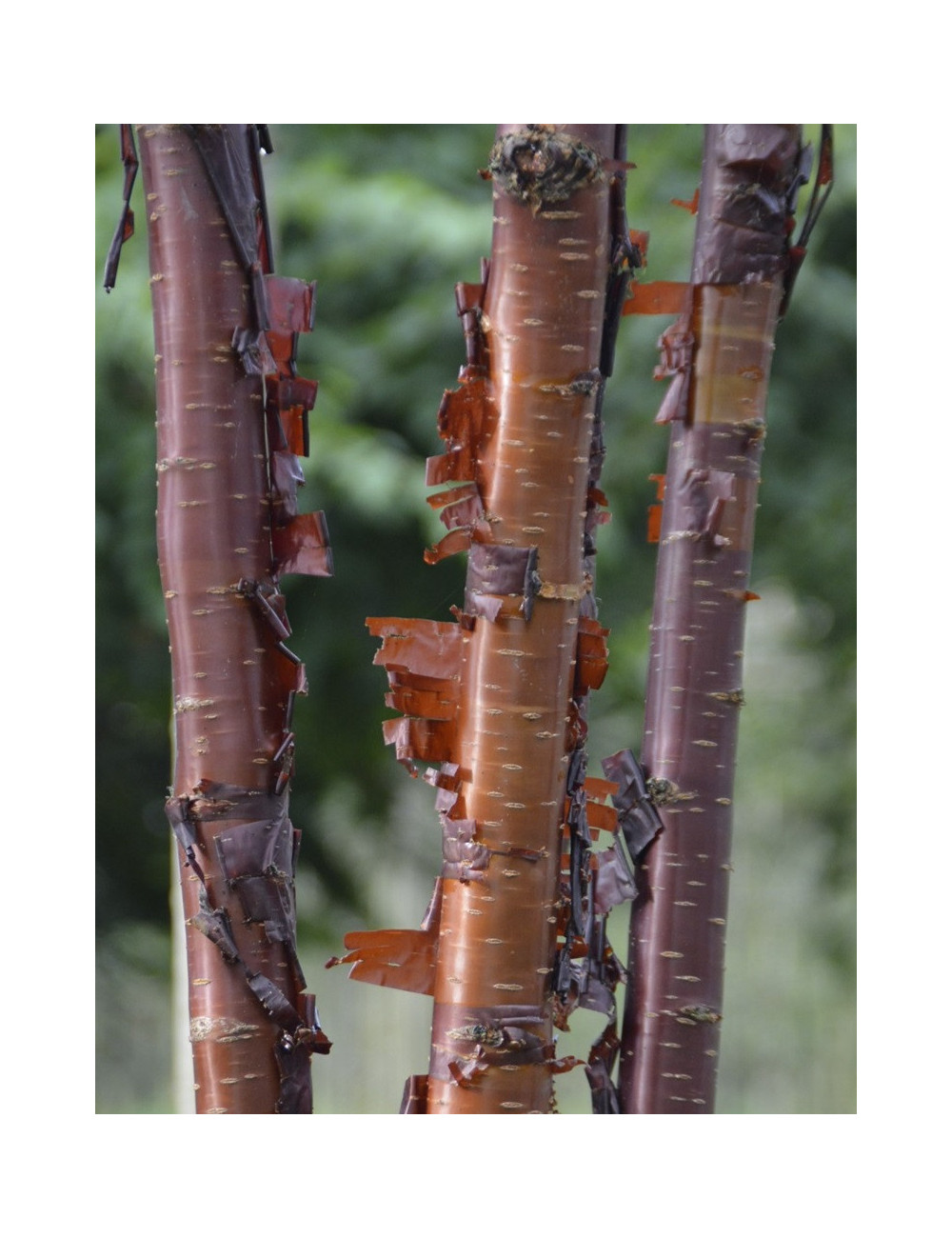 PRUNUS serrula BRANKLYN