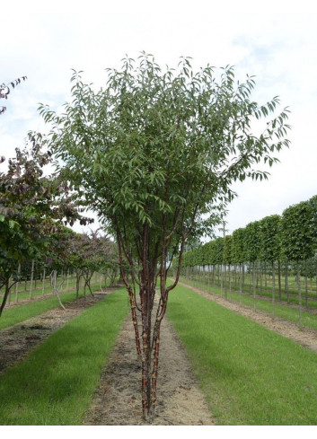 PRUNUS serrula BRANKLYN