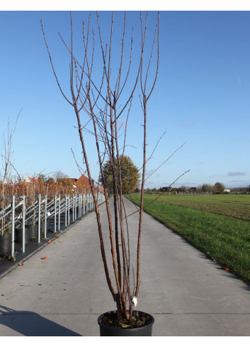 PRUNUS serrula BRANKLYN En pot de 15-20 litres