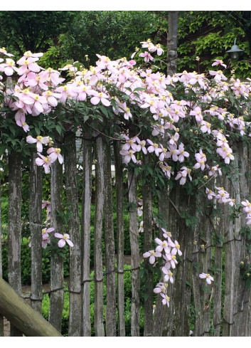 CLEMATIS armandii APPLE BLOSSOM