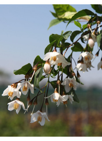 STYRAX japonicus