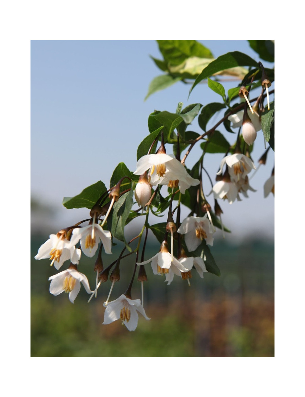 STYRAX japonicus