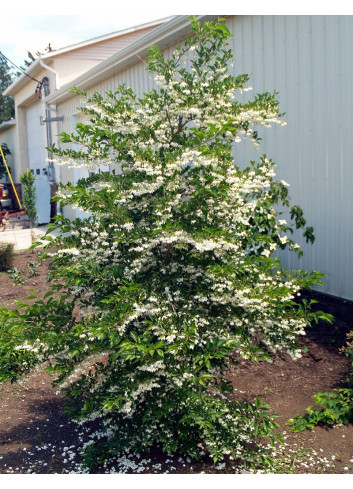 STYRAX japonicus