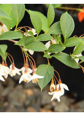 STYRAX japonicus