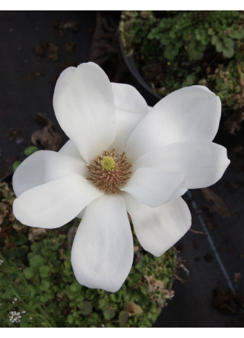 MAGNOLIA denudata DOUBLE DIAMOND