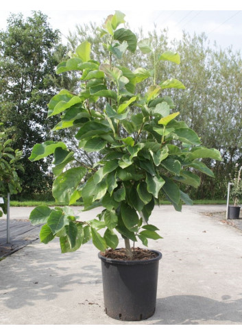 MAGNOLIA denudata DOUBLE DIAMOND En pot de 30-35 litres