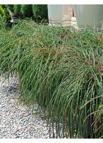 THUJA plicata WHIPCORD