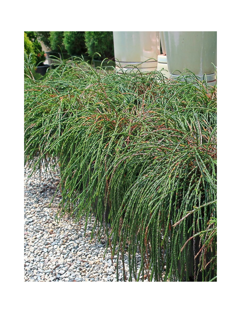 THUJA plicata WHIPCORD