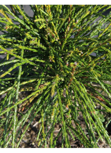 THUJA plicata WHIPCORD