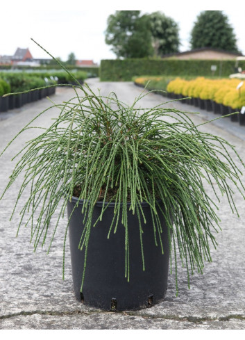 THUJA plicata WHIPCORD En pot de 15-20 litres