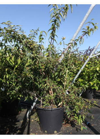 DIPELTA yunnanensis En pot de 50-70 litres