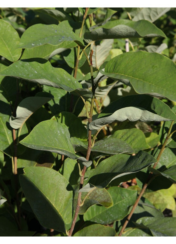 MAGNOLIA sieboldii