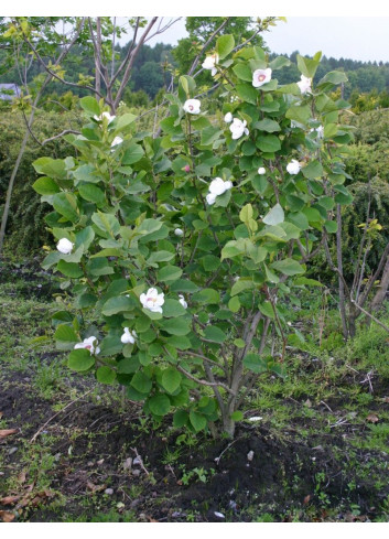 MAGNOLIA sieboldii