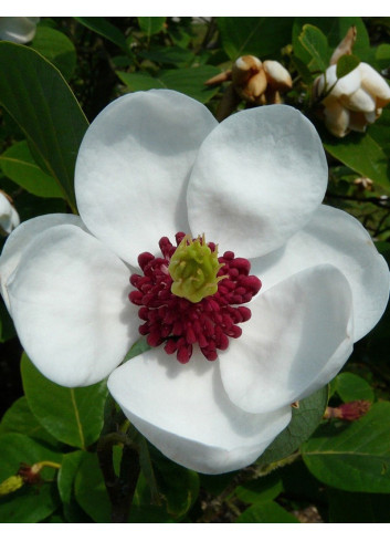 MAGNOLIA sieboldii