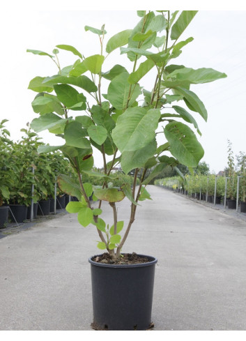 MAGNOLIA sieboldii En pot de 10-12 litres forme buisson