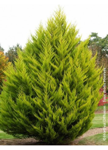 CUPRESSUS macrocarpa GOLDCREST