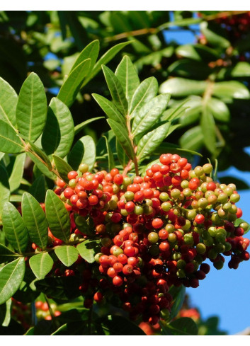 PISTACIA lentiscus