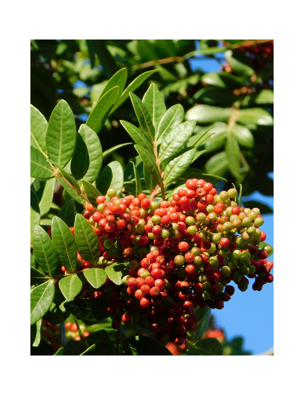 PISTACIA lentiscus