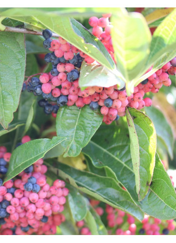 VIBURNUM nudum BRANDYWINE®