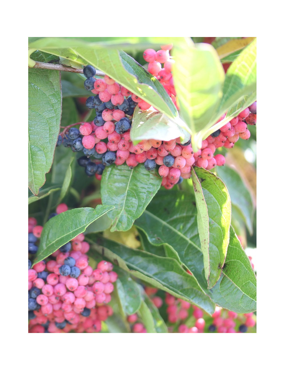 VIBURNUM nudum BRANDYWINE®