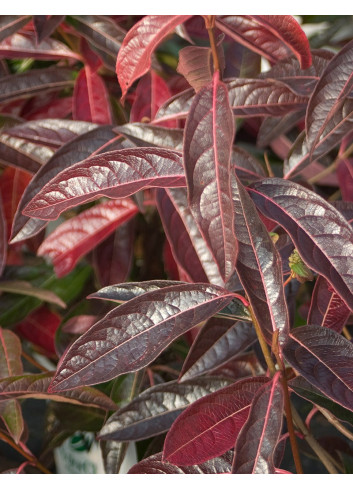 VIBURNUM nudum BRANDYWINE®