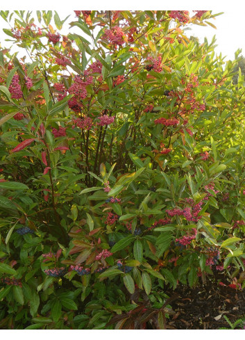 VIBURNUM nudum BRANDYWINE®