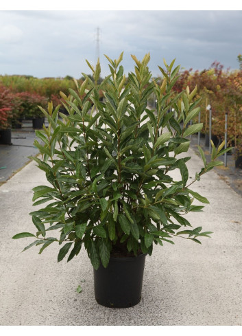 VIBURNUM nudum BRANDYWINE® En pot de 25-30 litres