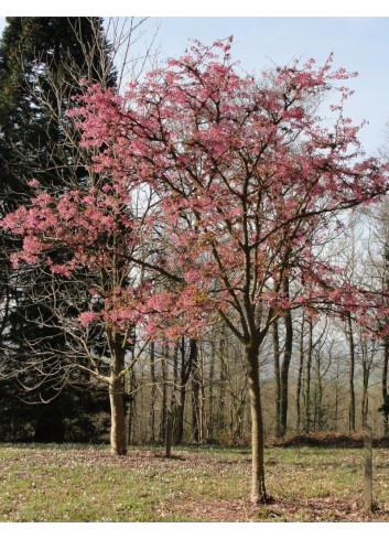 PRUNUS KURSAR 