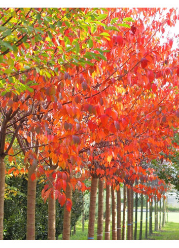 PRUNUS sargentii