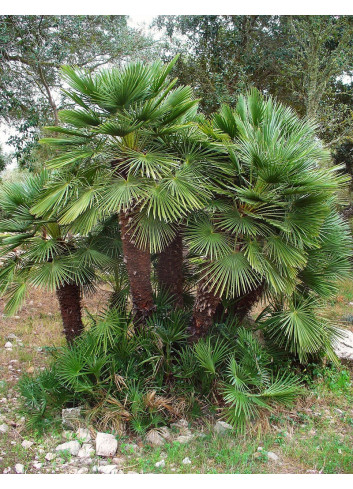 CHAMAEROPS humilis