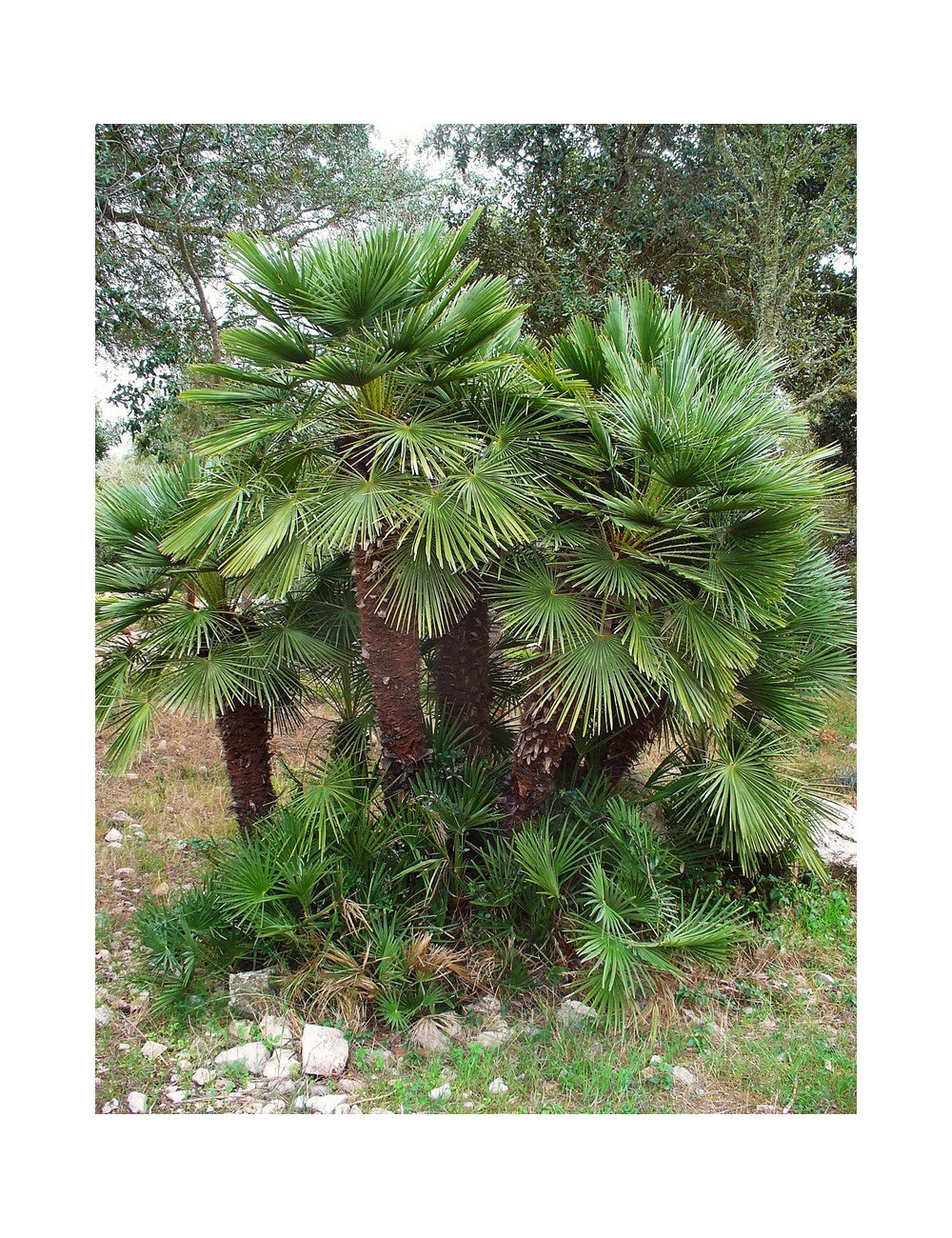 CHAMAEROPS humilis