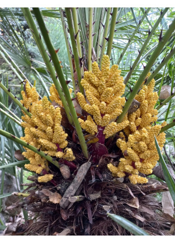 CHAMAEROPS humilis