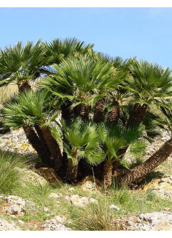 CHAMAEROPS humilis