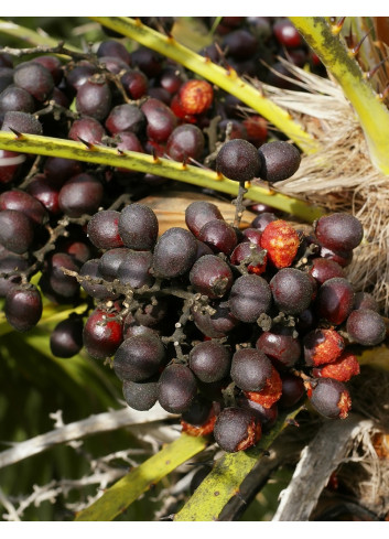 CHAMAEROPS humilis