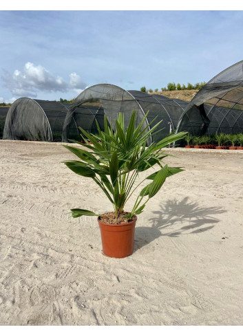 CHAMAEROPS humilis En pot de 7-10 litres