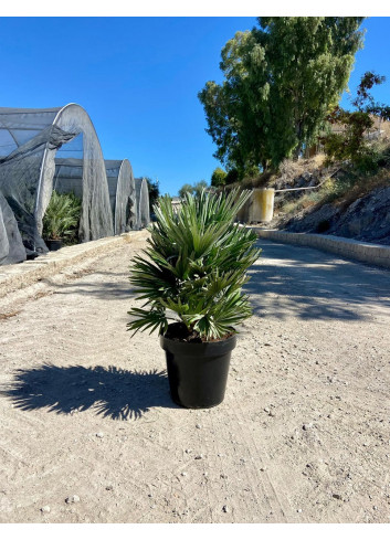 CHAMAEROPS humilis En pot de 15-20 litres