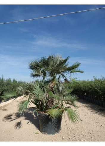 CHAMAEROPS humilis En pot de 130-150 litres forme cépée