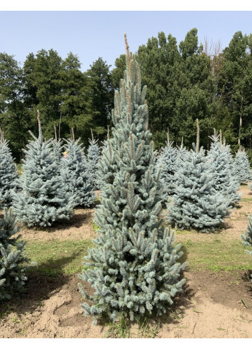 PICEA pungens ISELI FASTIGIATE (Épicéa bleu)