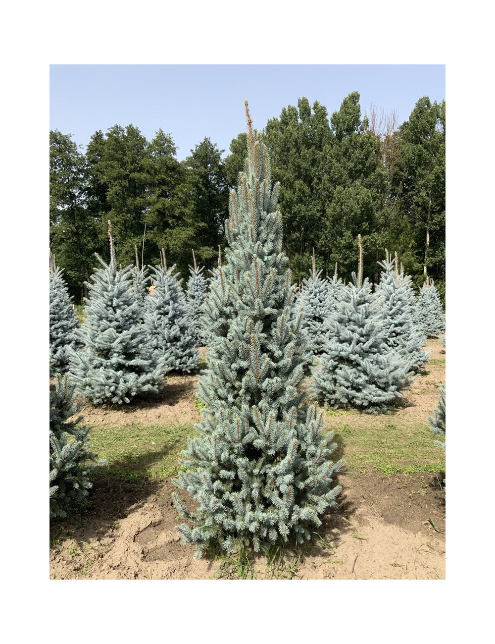 PICEA pungens ISELI FASTIGIATE (Épicéa bleu)