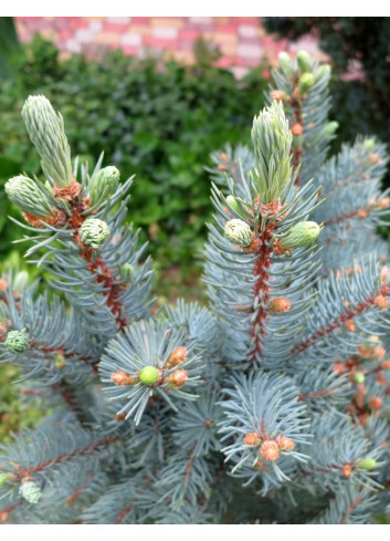 PICEA pungens ISELI FASTIGIATE (Épicéa bleu)