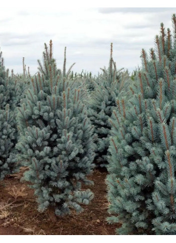 PICEA pungens ISELI FASTIGIATE (Épicéa bleu)