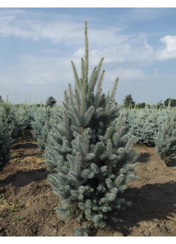 PICEA pungens ISELI FASTIGIATE (Épicéa bleu)