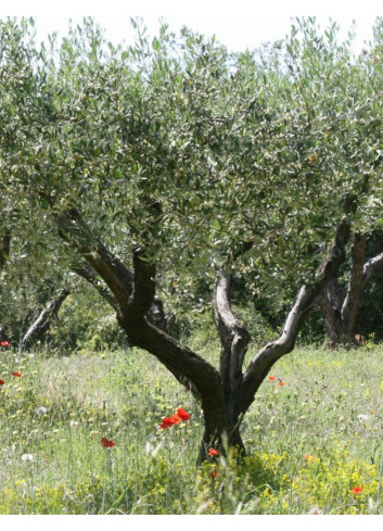 OLEA EUROPAEA