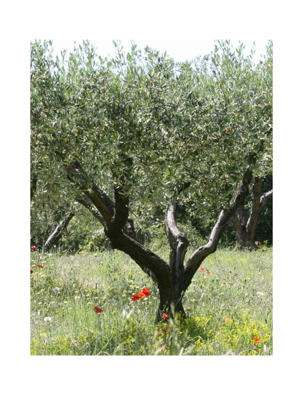 OLEA EUROPAEA