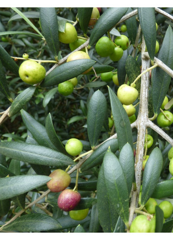 OLEA EUROPAEA